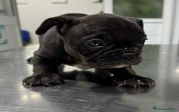 Bulldog Francés perros en venta: Bulldog francés  - Anuncio 4