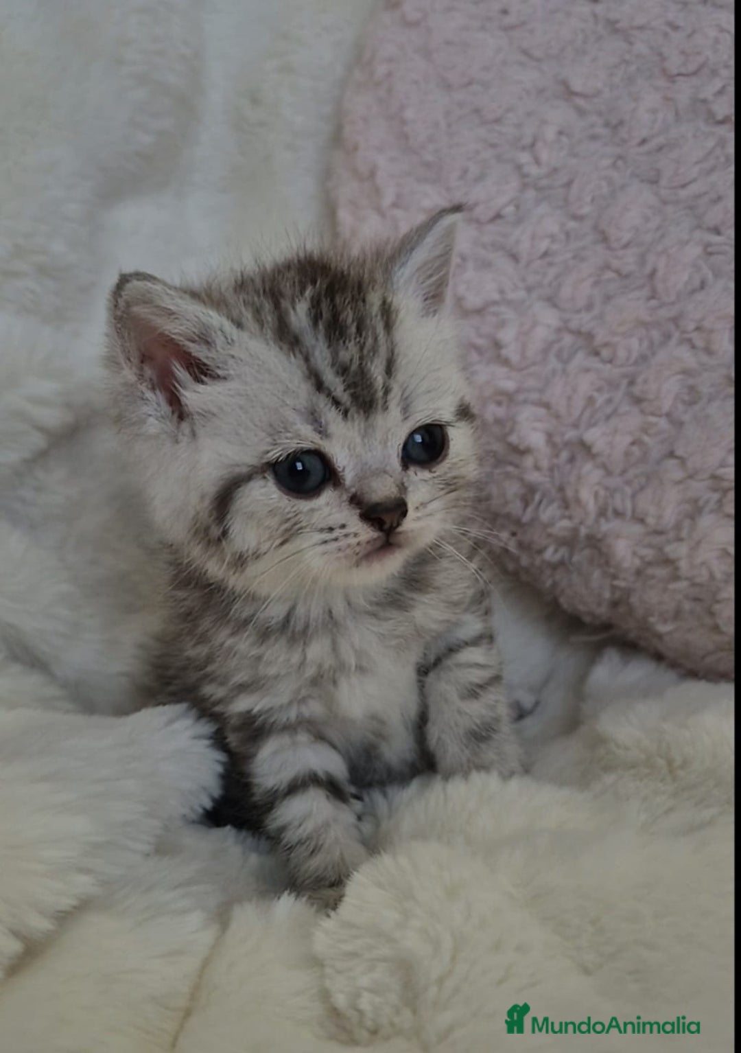 Británico de Pelo Corto gatos en venta: Brithis Silver tabby bebes preciosos  - Anuncio 1