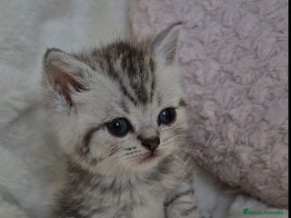 Británico de Pelo Corto gatos Brithis Silver tabby bebes preciosos - Anuncio 1