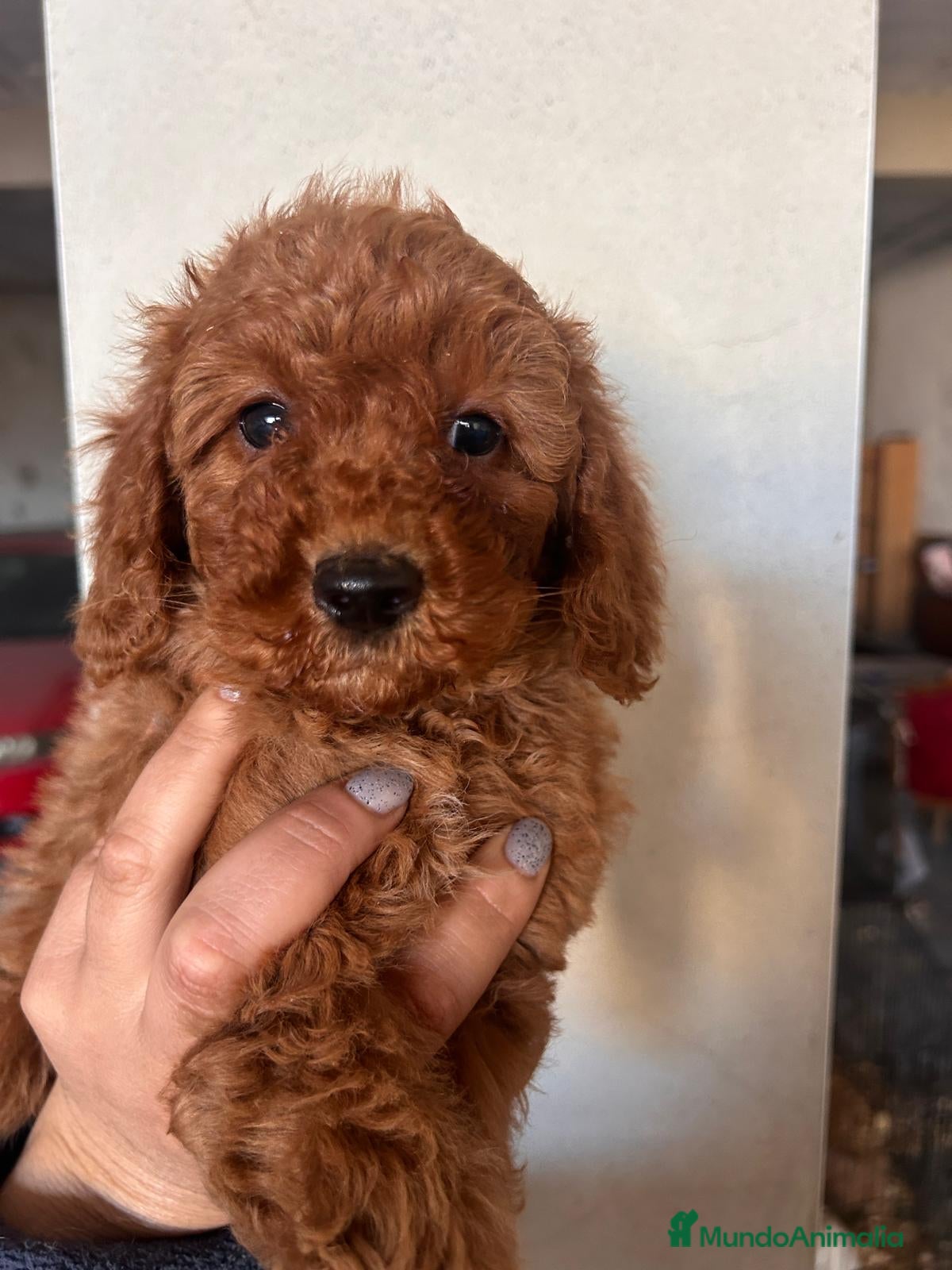 Raza Mixta perros Caniches - Anuncio 3