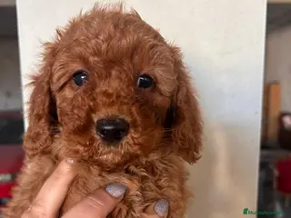 Raza Mixta perros Caniches - Anuncio 3