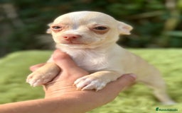 Chihuahua perros en venta: Chihuahua crema ojos claros  - Imagen 4