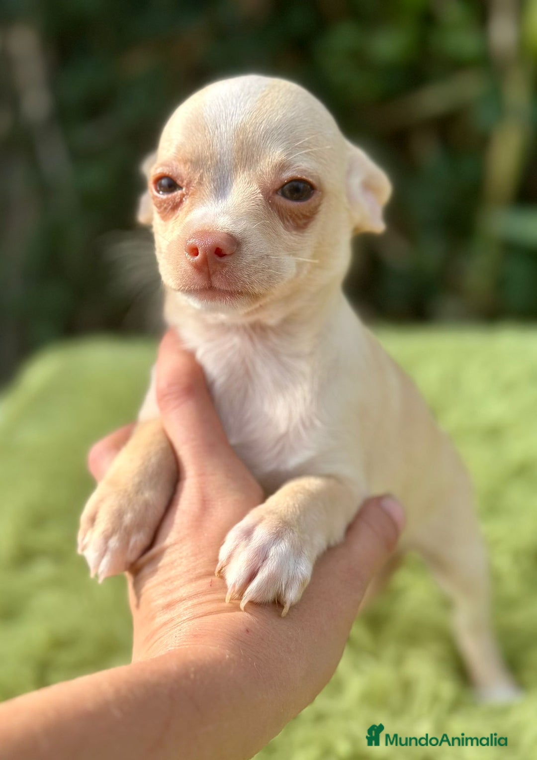 Chihuahua perros en venta: Chihuahua crema ojos claros  - Imagen 4