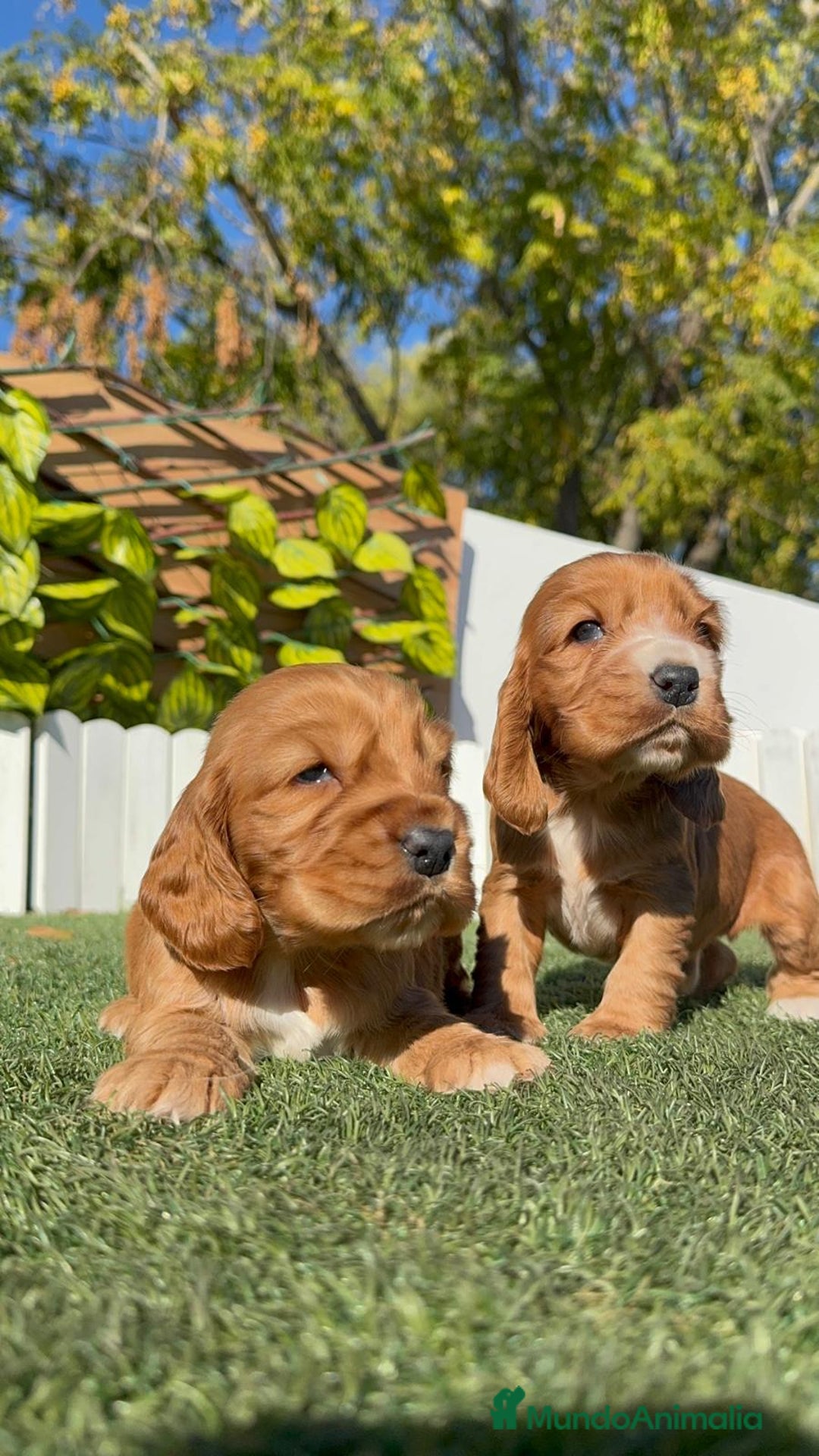 Cocker Spaniel Inglés perros en venta: COCKER SPANIEL INGLES - Anuncio 16