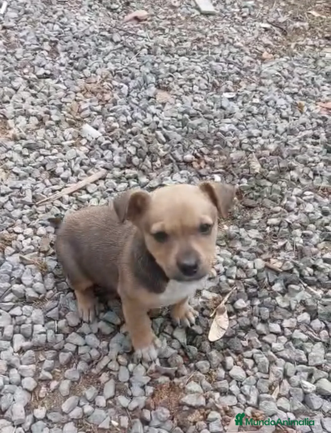Raza Mixta perros en venta: Precioso cachorro (Leer bien anuncio ) - Anuncio 1