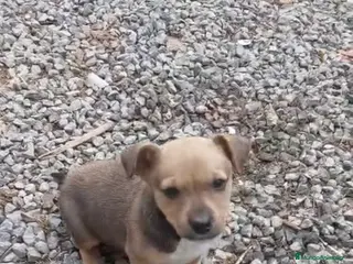 Raza Mixta perros Precioso cachorro (Leer bien anuncio ) - Anuncio 1