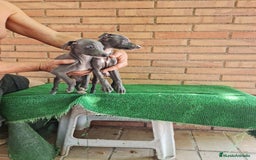 Raza Mixta perros en venta: Picolo italiano - Imagen 6