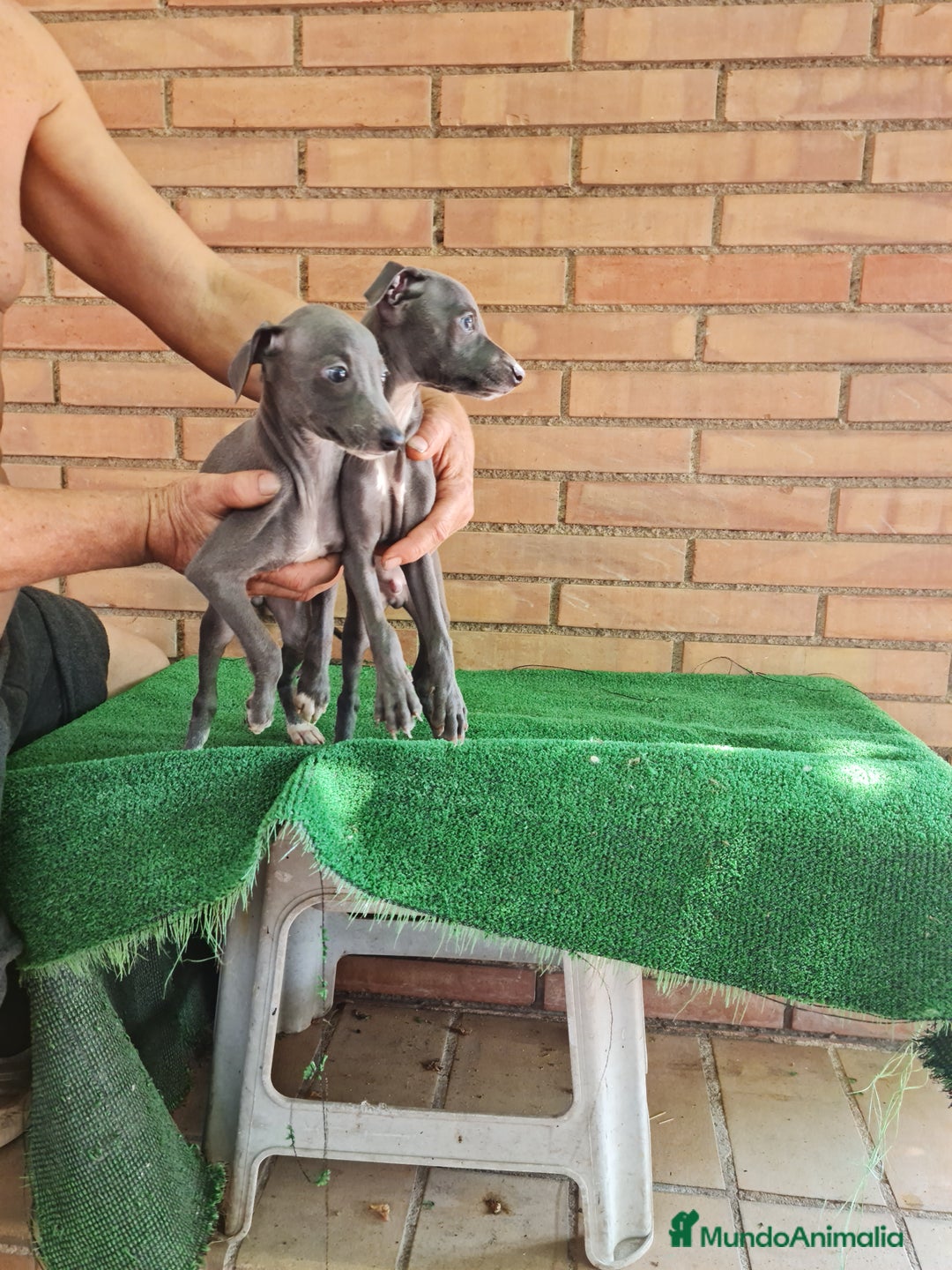 Raza Mixta perros en venta: Picolo italiano - Imagen 6