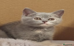 Británico de Pelo Corto Azul gatos en venta: British Shorthair  - Imagen 7