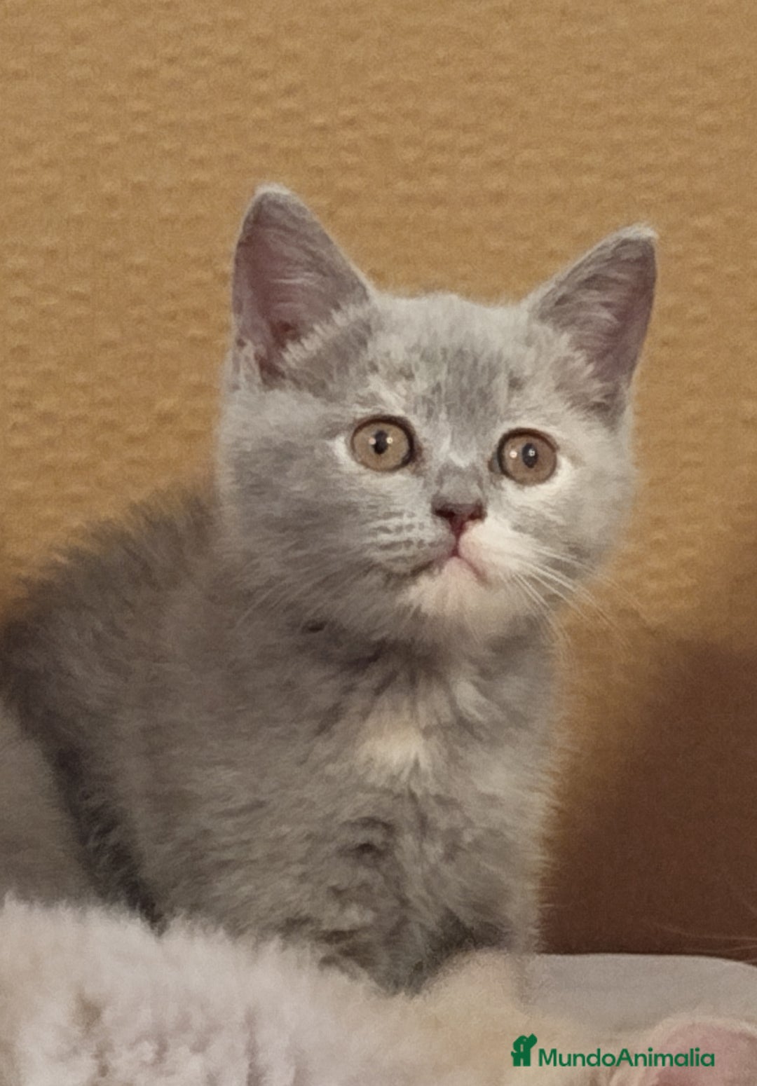 Británico de Pelo Corto Azul gatos en venta: British Shorthair  - Imagen 7