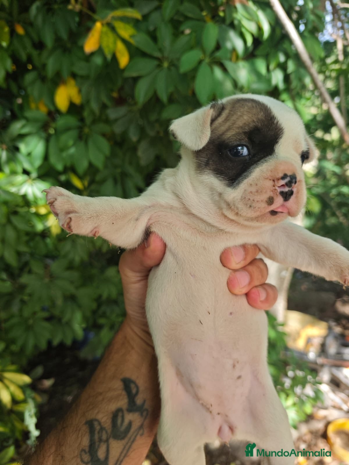 Bulldog Francés perros Bulldog francés hembras🐶🐾 - Anuncio 1