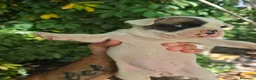 Bulldog Francés perros en venta: Bulldog francés hembras🐶🐾 en Sevilla - Anuncio 1