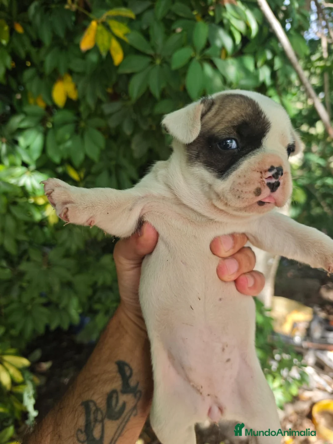 Bulldog Francés perros en venta: Bulldog francés hembras🐶🐾 en Sevilla - Anuncio 1
