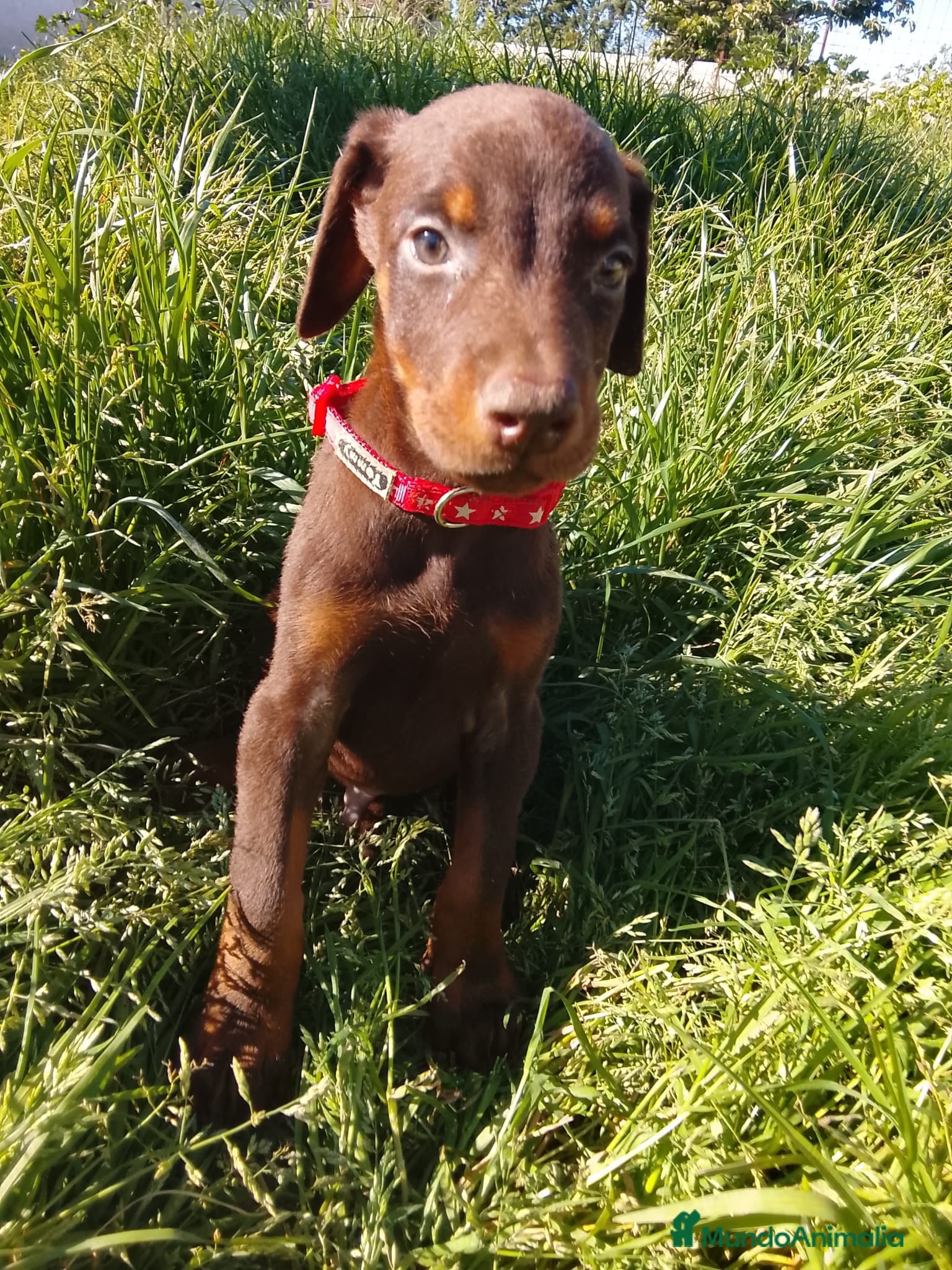 Dobermann perros Doberman chocolate y negro europeo  - Anuncio 1