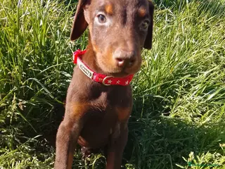 Dobermann perros Doberman chocolate y negro europeo - Anuncio 1