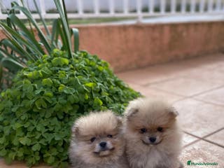 Pomerania perros Cachorros raza Pomerania machos en Granada - Anuncio 17