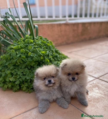 Pomerania perros en Granada - Anuncio 13