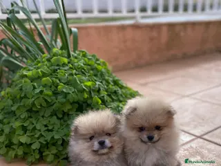Pomerania perros Cachorros raza Pomerania machos en Granada - Anuncio 11