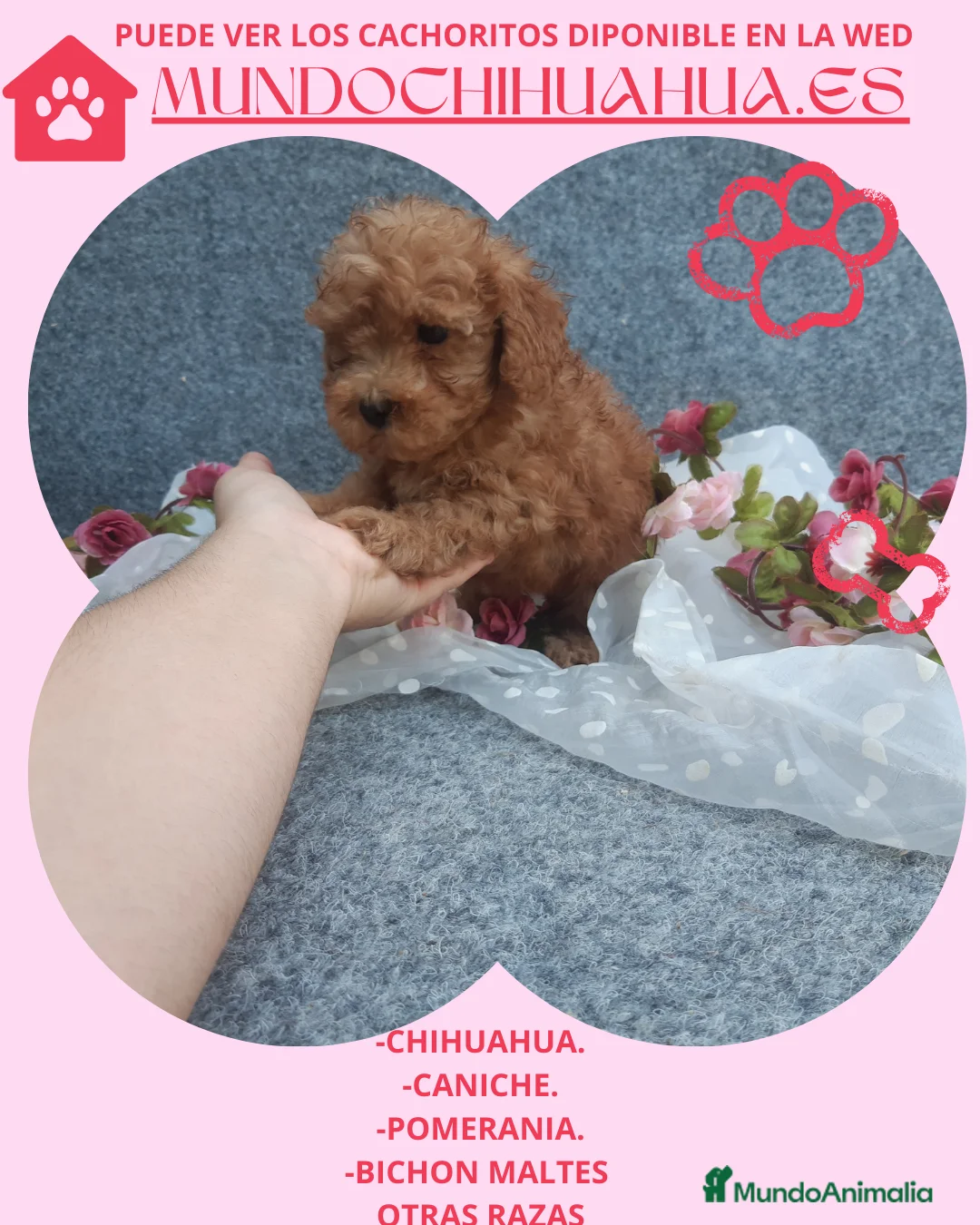 Maltipoo perros en venta: PRECIOSOS MALTIPOO TOY  - Anuncio 2