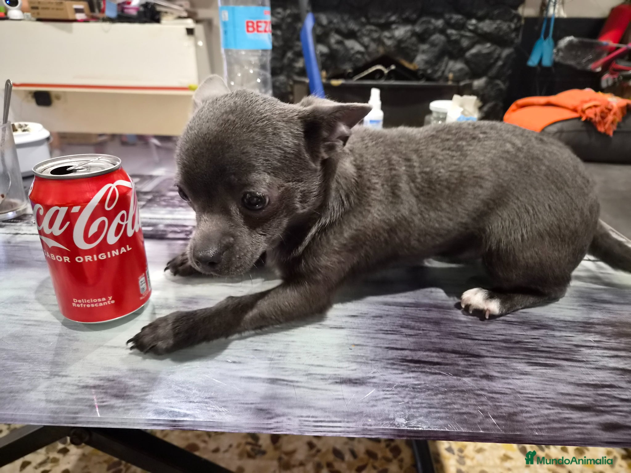 Chihuahua perros Chihuahua línea rusa - Anuncio 2