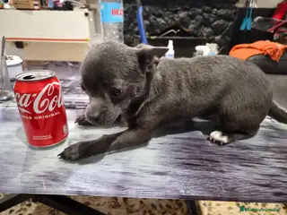 Chihuahua perros Chihuahua línea rusa - Anuncio 2