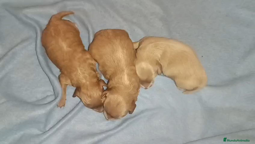 Caniche Toy perros CANICHE TOY HEMBRITAS  - Anuncio 1