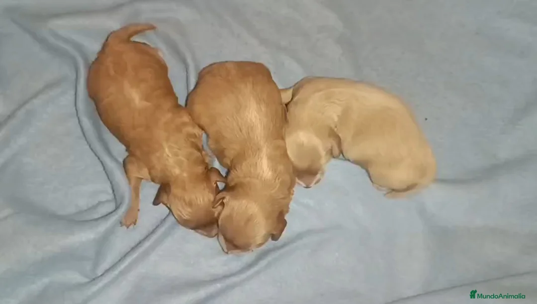 Caniche Toy perros en venta: CANICHE TOY HEMBRITAS  - Anuncio 1