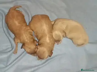 Caniche Toy perros CANICHE TOY HEMBRITAS - Anuncio 1