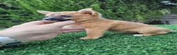 Raza Mixta perros en venta: Preciosa hembra de Ponchyss - Anuncio 3