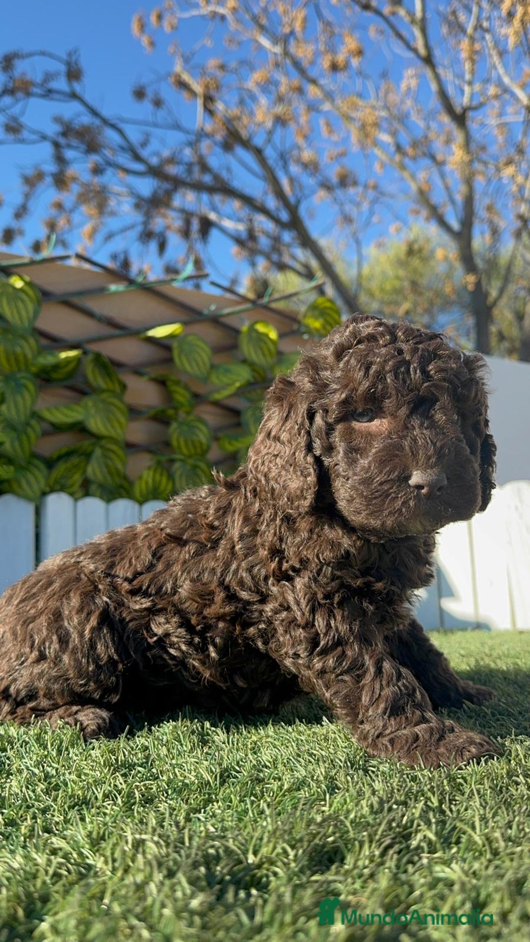 Perro de Agua Español perros en venta: PERRO DE AGUA MACHO - Anuncio 2