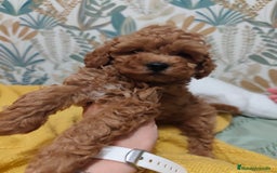 Caniche Toy perros en venta: Preciosas Hembras toy - Imagen 1
