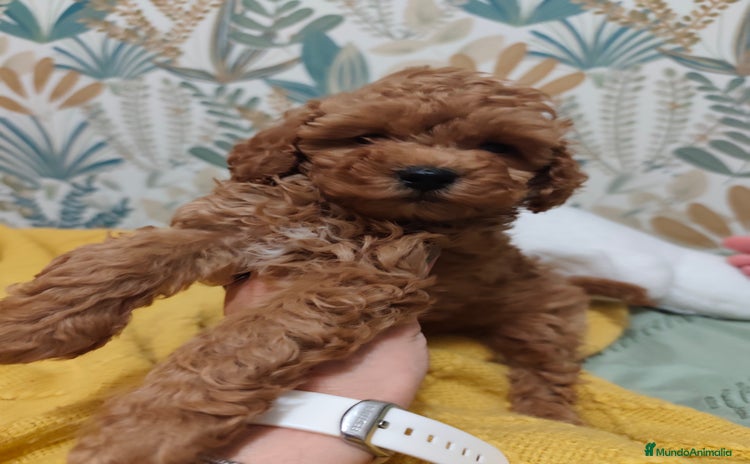 Caniche Toy perros - Anuncio 3