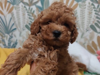 Caniche Toy perros - Anuncio 14