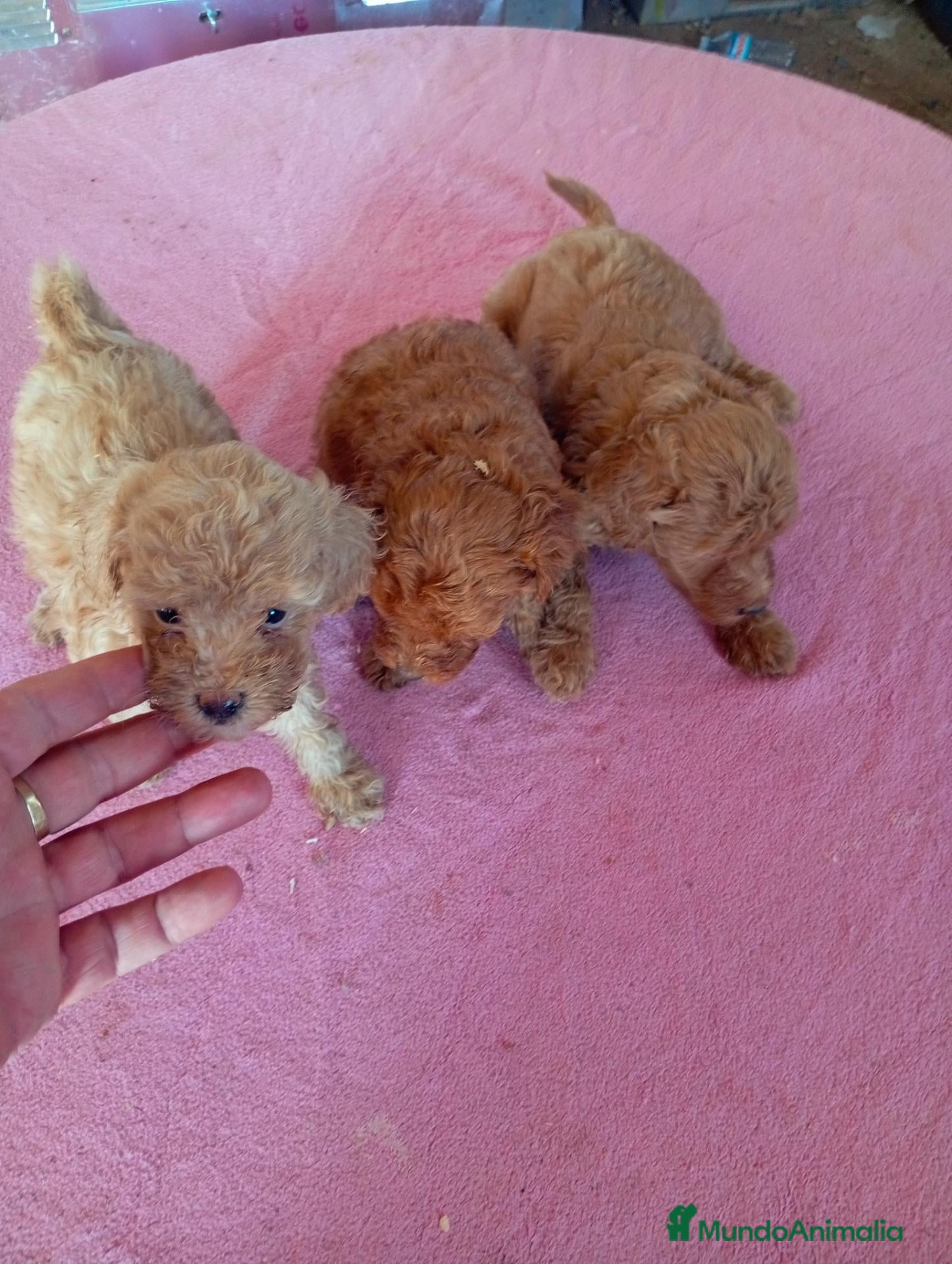 Caniche Toy perros CANICHES TOY - Anuncio 1