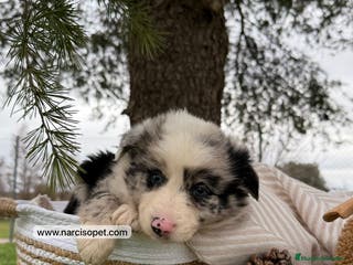 Border Collie perros BORDER COLLIE MERLE HEMBRA - Anuncio 16