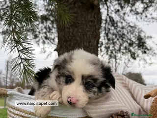 Border Collie perros BORDER COLLIE MERLE HEMBRA - Anuncio 40