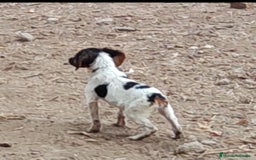Épagneul Breton perros en venta: CACHORROS DE EPAGNEUL BRETON.  - Imagen 2