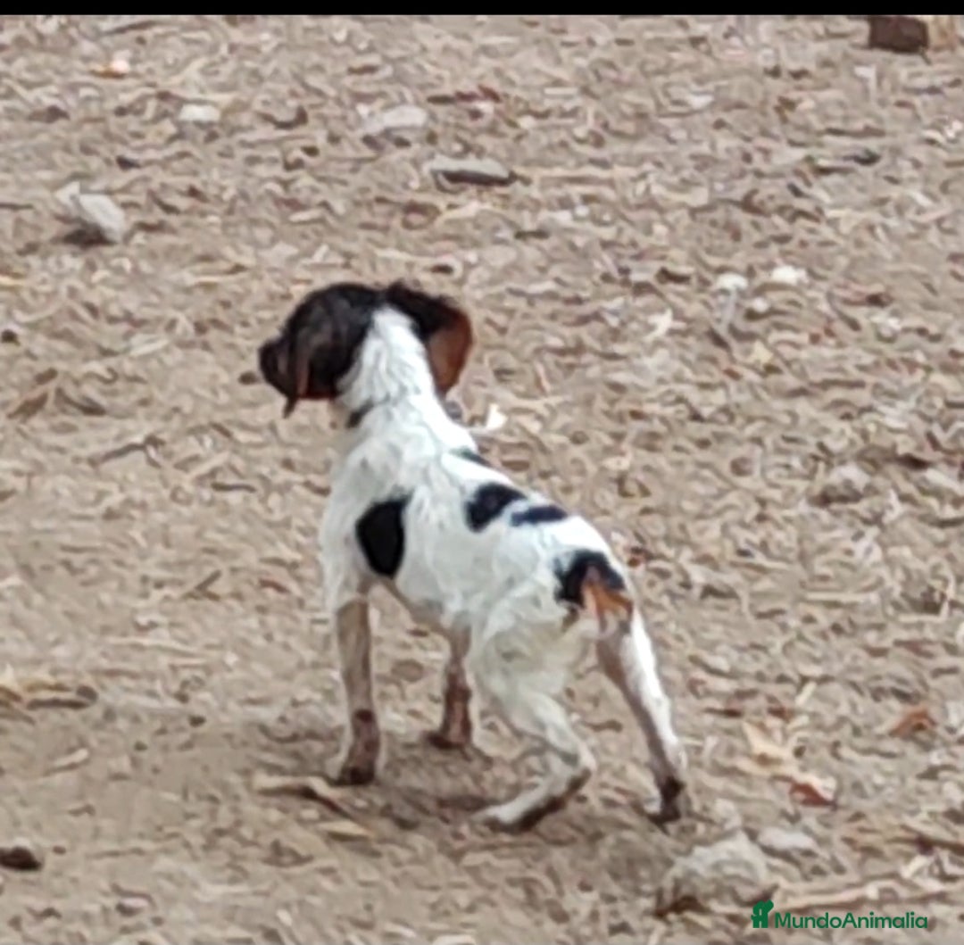Épagneul Breton perros en venta: CACHORROS DE EPAGNEUL BRETON.  - Imagen 2