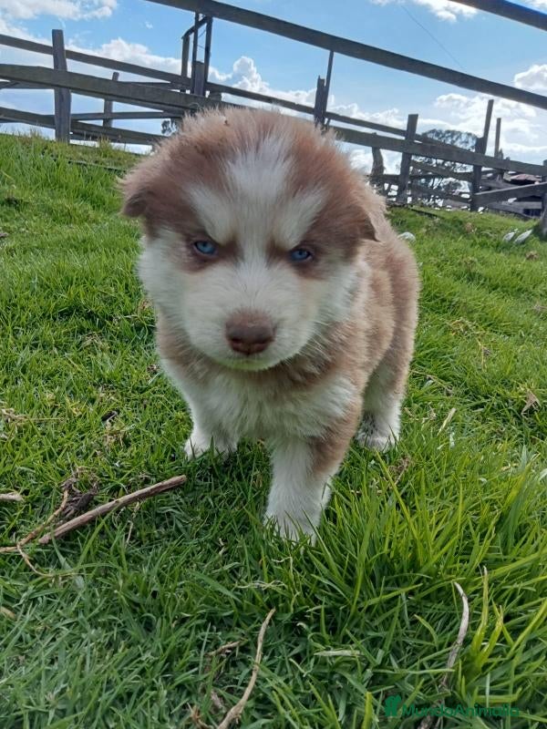 Husky Siberiano perros Husky bebé disponible ya - Anuncio 5