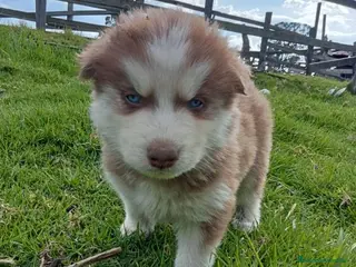 Husky Siberiano perros Husky bebé disponible ya - Anuncio 5