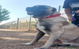 Pastor de Asia Central perros en venta: Kangal turco de un año - Imagen 1