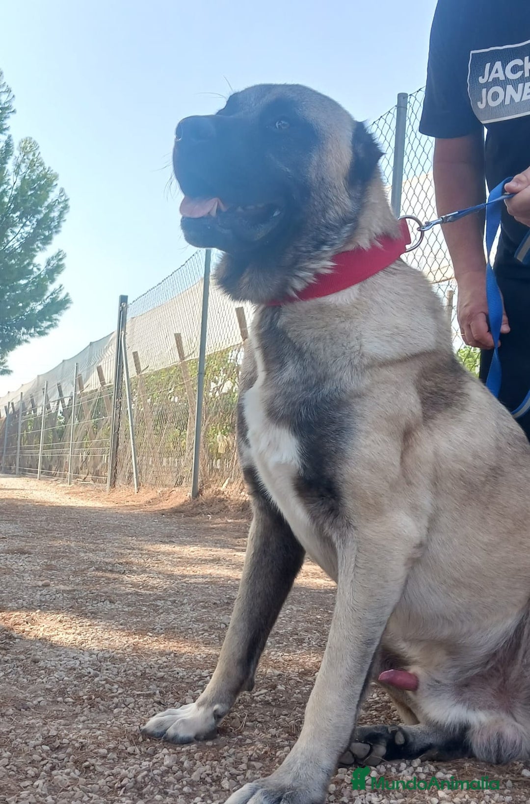 Pastor de Asia Central perros en venta: Kangal turco de un año - Imagen 1