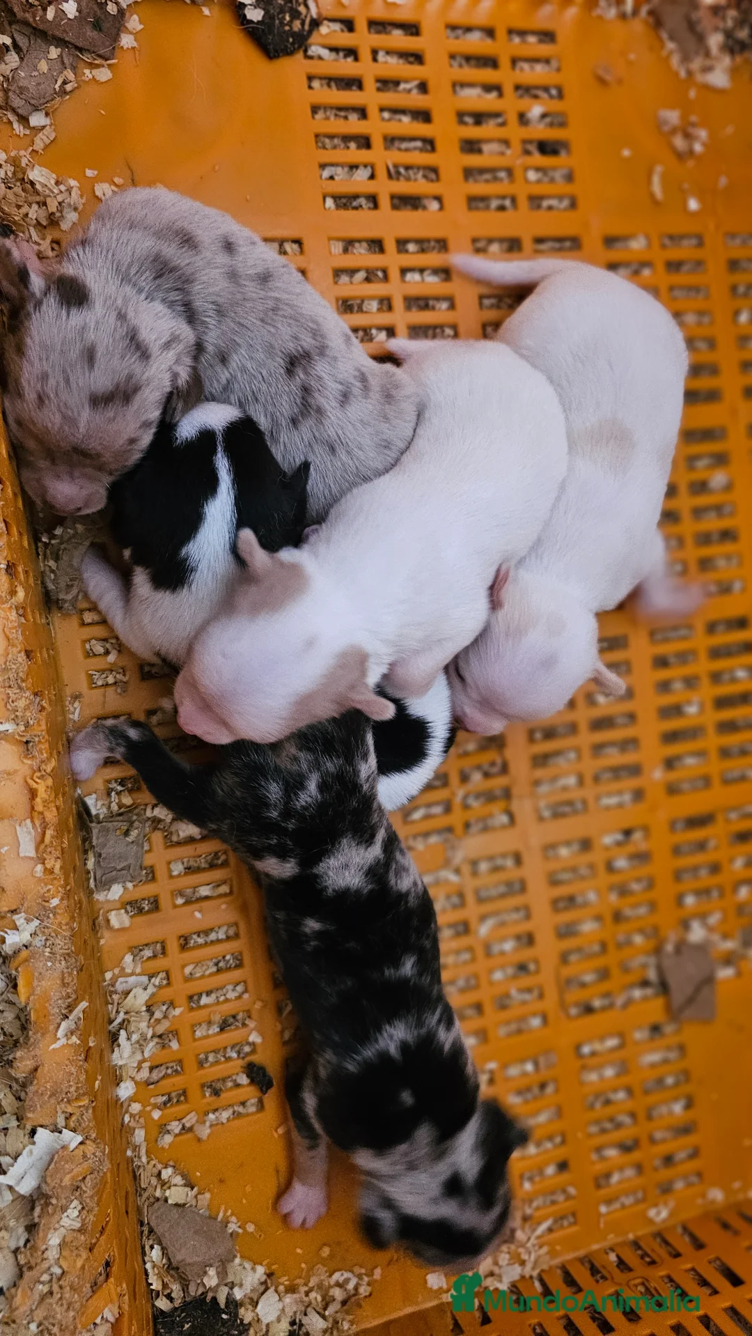 Chihuahua perros en venta: Chihuahuas mini - Anuncio 1