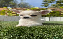 Chihuahua perros en venta: CHIHUAHUA MACHO - Imagen 13