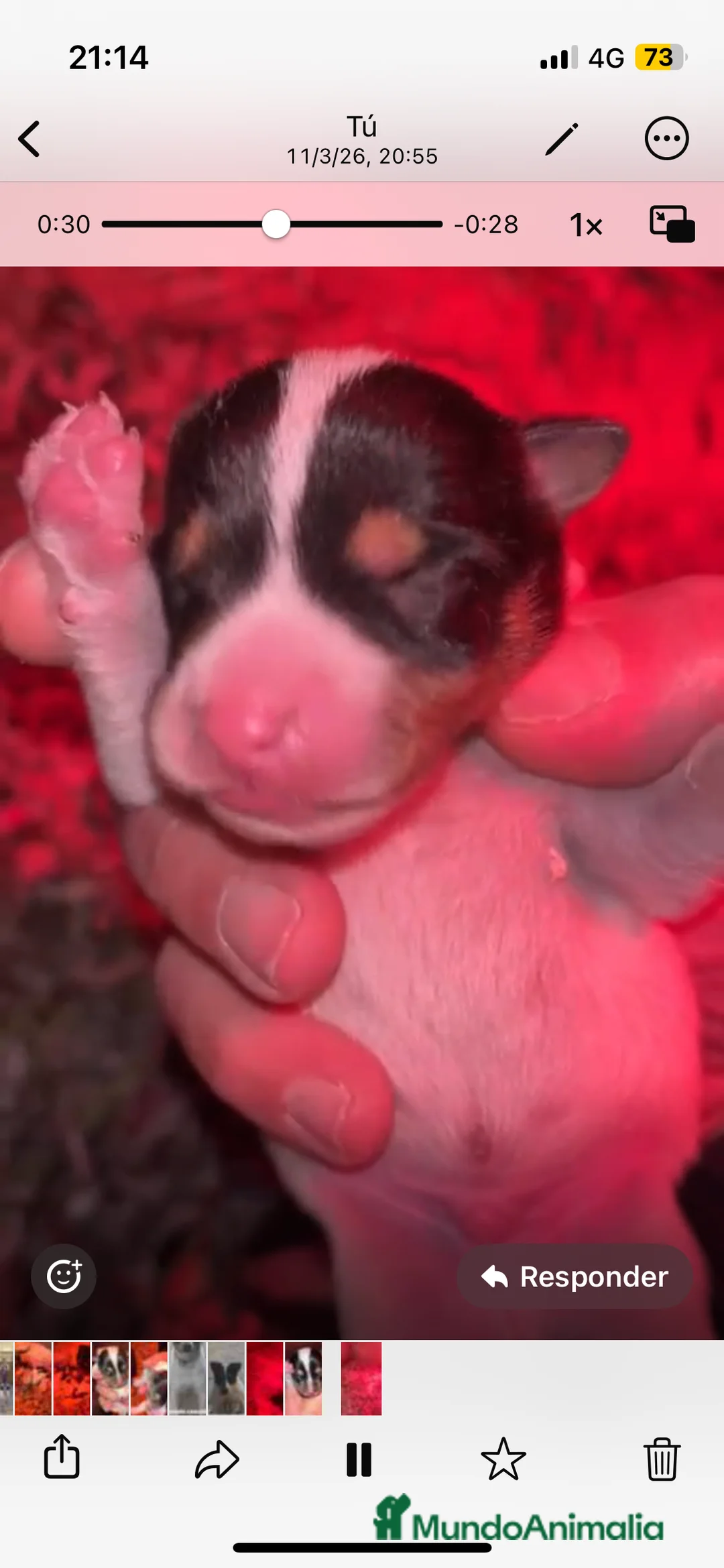 Ratonero Bodeguero Andaluz perros en venta: Ratonero bodeguero andaluz  - Anuncio 2