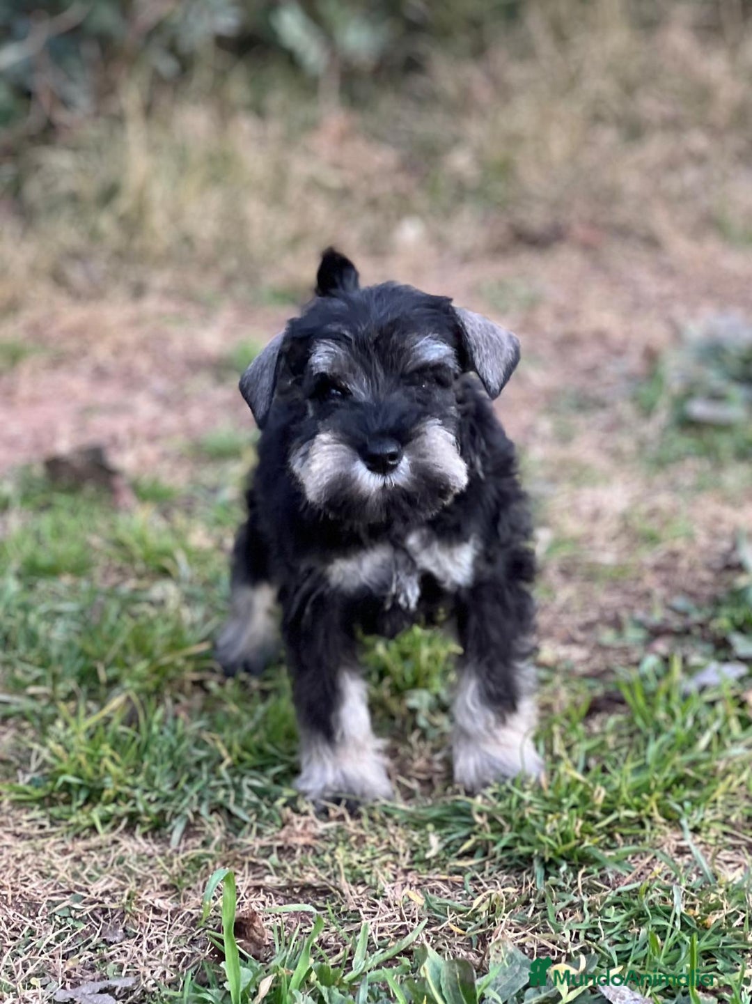 Schnauzer Miniatura perros en venta: SCHNAUZER MINIATURA HEMBRA DISPONIBLE en Barcelona - Imagen 1