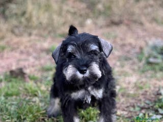 Schnauzer Miniatura perros SCHNAUZER MINIATURA HEMBRA DISPONIBLE en Barcelona - Anuncio 19
