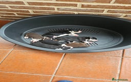 Border Collie perros en venta: Cachorros Border Collie - Imagen 1