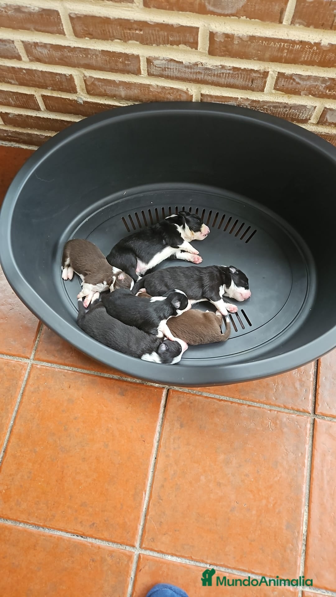 Border Collie perros en venta: Cachorros Border Collie - Imagen 1