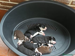 Border Collie perros - Anuncio 3